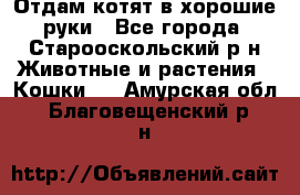 Отдам котят в хорошие руки - Все города, Старооскольский р-н Животные и растения » Кошки   . Амурская обл.,Благовещенский р-н